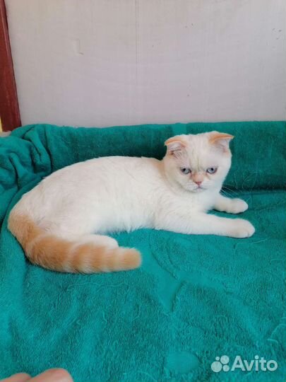 Шотландские вислоухий котята