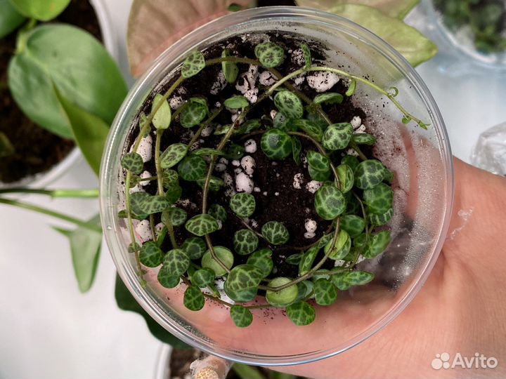 Пеперомия прострата