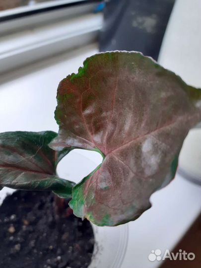 Комнатный цветок,клубничный лед