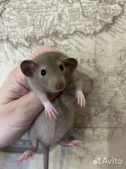 Крысята Дамбо малыши.Доставка