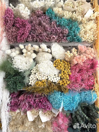 Сухоцветы Лимониум стабилизированный