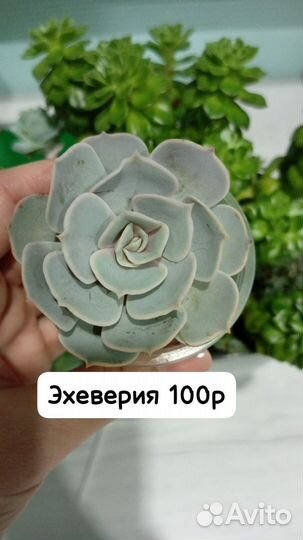 Суккуленты