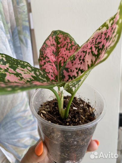 Аглаонема пинк далматин