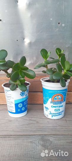 Толстянка (денежное дерево)