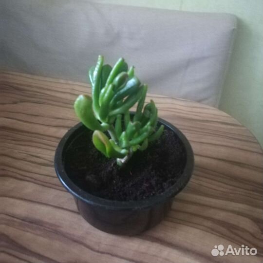 Крассула хоббит