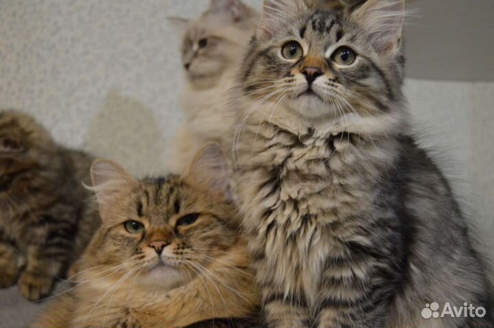 Сибирские малыши