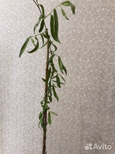 Ива извилистая