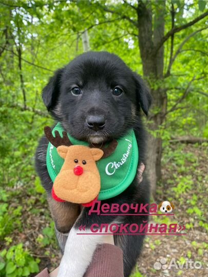 Щенки в добрые руки