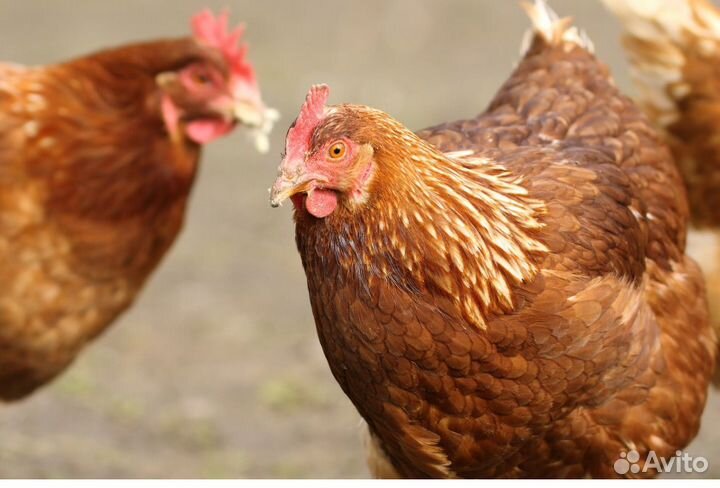 Куры несушки