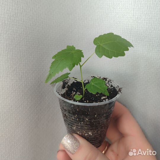 Цветы в дом