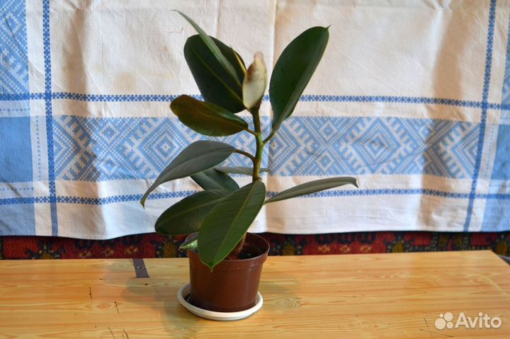 Фикус каучконосный