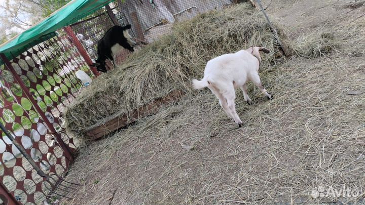 Молоко козье