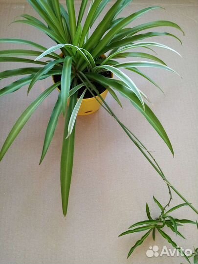 Хлорофитум