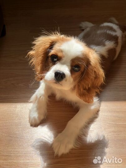 Кавалер кинг чарльз спаниель вязка мальчик