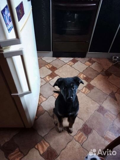 Собака в добрые руки отдам бесплатно