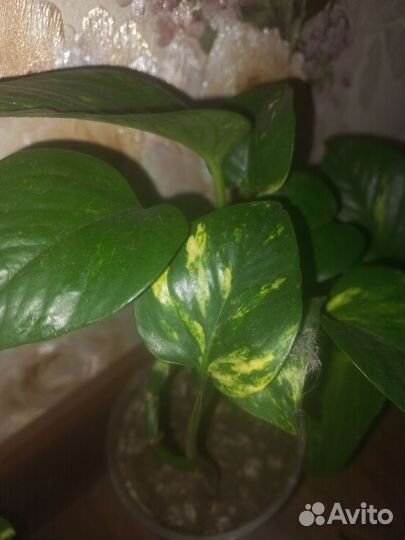 Комнатные растения - Сциндапсус лиана