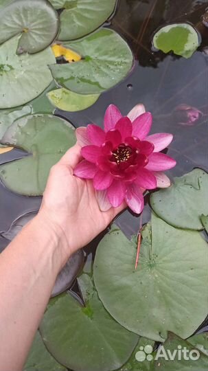 Нимфея Рубра