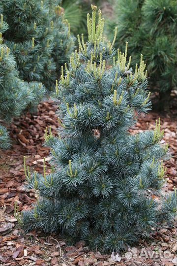 Сосна мелкоцветковая Блю Энжел,с3