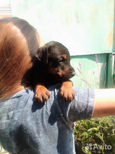 Щенки добермана