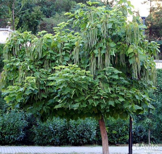 Катальпа прекрасная (саженец)