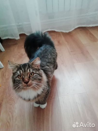 Молодой котик