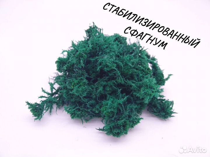 Мох Сфагнум стабилизированный от производителя