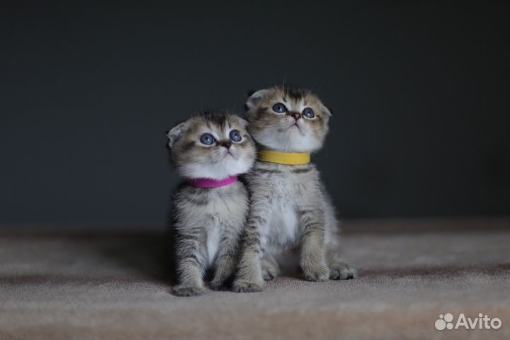 Шотландские котята золотая шиншилла