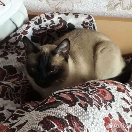 Передержка