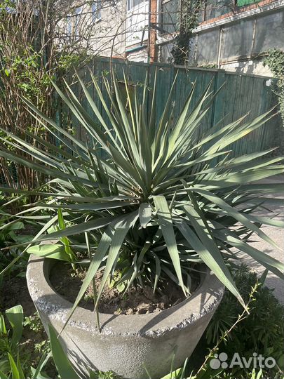 Юкка и другие растения