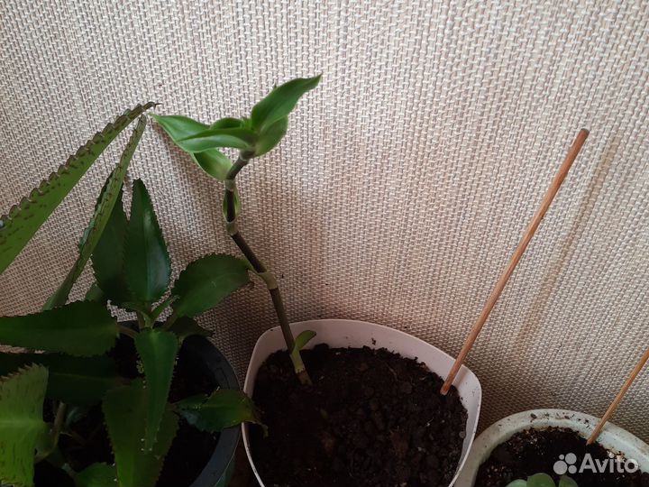 Цветок золотой ус