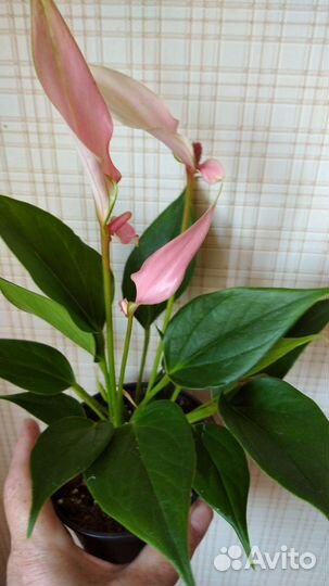 Антуриумы Лили, Спирит, Элидо, Свит Дрим