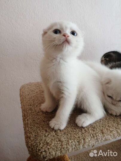 Шотландские вислоухие и прямоухие котята