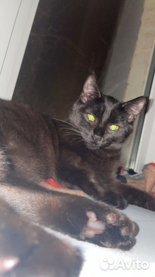 Кошки в добрые руки бесплатно