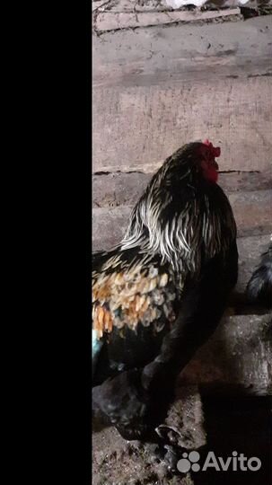 Молодой петух