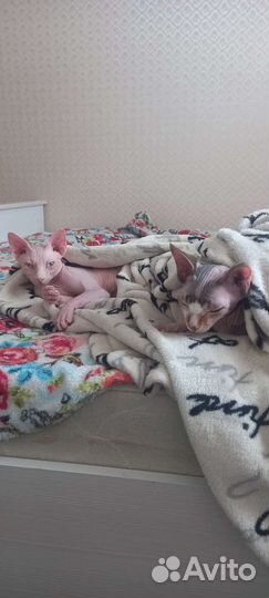 Вязка кот сфинкс