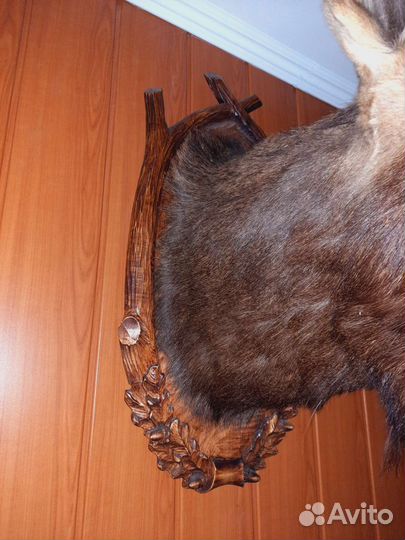 Чучело лося на медальоне