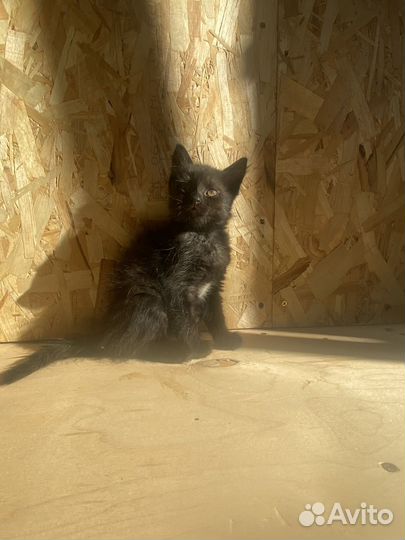 Котенок девочка