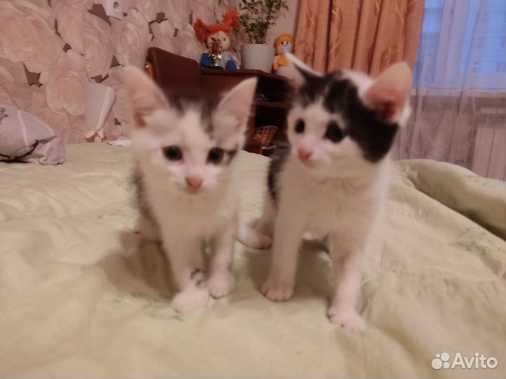 Отдадим котят