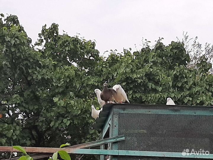 Продажа голубей