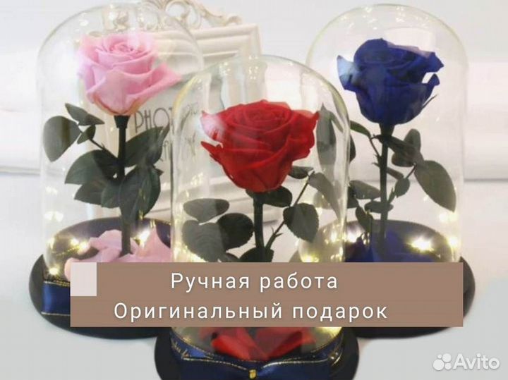 Роза в колбе. Новая