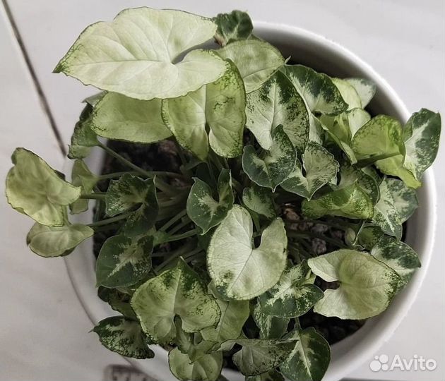 Пикси,микрофилла,Эльдорадо,Керли,Вианди