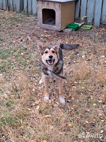 Собака в добрые руки