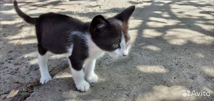 Котёнок в добрые руки