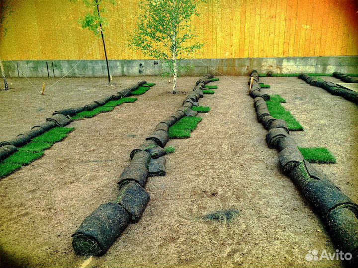 Укладка и продажа газона