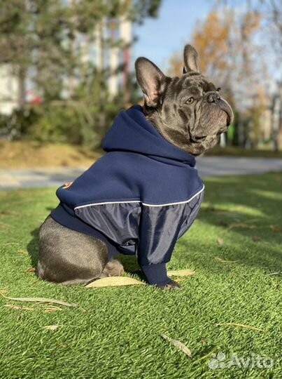 Французский бульдог кобель вязка