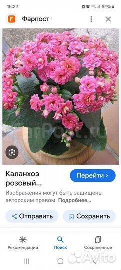 Каланхоэ