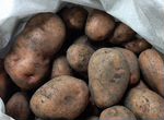 Продам картофель урожай 2023