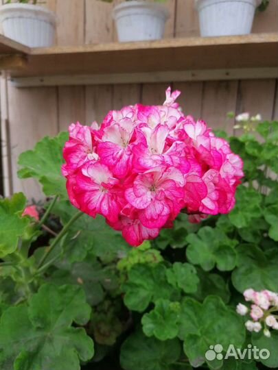 Пеларгония герань