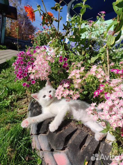 Кошечка
