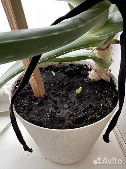 Алоэ вера большой